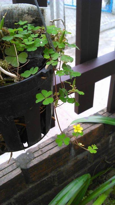 Thao Nguyen Phat Homestay Hoi An Bagian luar foto